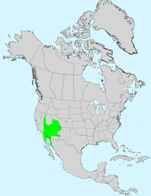 North America species range map for Dicoria canescens: Click image for full sized map.